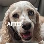 Photo of Dirty Dog Pet Salon