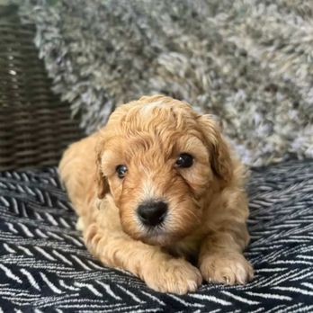 Jones Farm Puppies - Pet Breeders Near Me Jones Farm Puppies - Pet Breeders Near Me