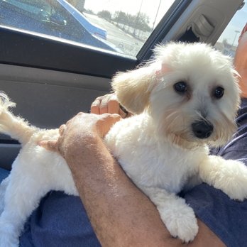 Desired Styles Pet Grooming - She came out perfect!!! - Pet Groomers Near Me - Jurupa Valley, California