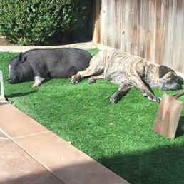 This is my "pixie" pig next to my Mastiff. My pig is now 130 lbs!