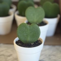 Landscape Rehab Retail - Give a heart to special person