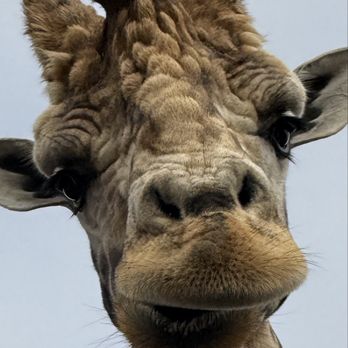 B Bryan Preserve - Amazing beautiful Giraffe - Tours Near Me - Point Arena, California