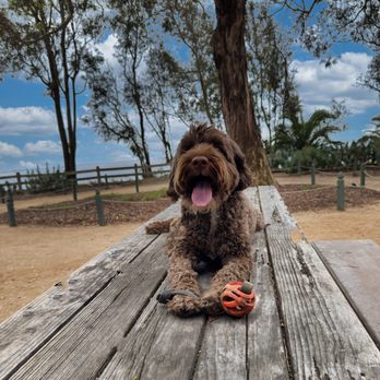 Dominant Dogs Training - Pet Training Near Me Dominant Dogs Training - Pet Training Near Me