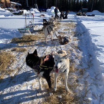 Sled Dog Adventures - The leaders of the pack - Sledding Near Me Sled Dog Adventures - The leaders of the pack - Sledding Near Me