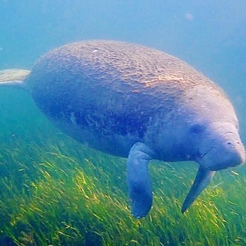 Explorida - Baby manatee! - Snorkeling Near Me - Crystal River, Florida Explorida - Baby manatee! - Snorkeling Near Me - Crystal River, Florida