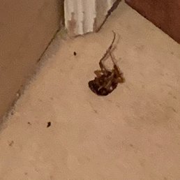 Roach in master bath Roach in master bath