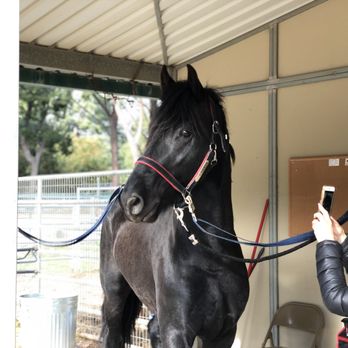 Breezy Meadow Stables - Khan and his papparazzi - Horseback Riding Near Me - Chatsworth, California Breezy Meadow Stables - Khan and his papparazzi - Horseback Riding Near Me - Chatsworth, California