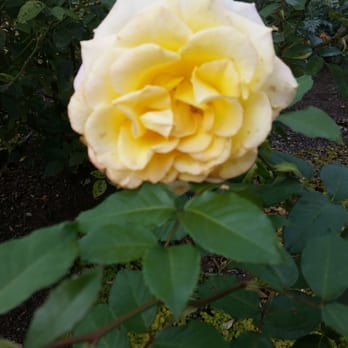 Kathrine Dulin Folger Rose Garden - Botanical Gardens Near Me - Washington, DC, District of Columbia Kathrine Dulin Folger Rose Garden - Botanical Gardens Near Me - Washington, DC, District of Columbia