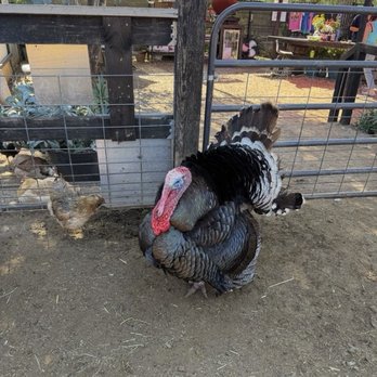 SoCalMiniPigs - If you've never seen a turkey burp, it's so cool! - Pet Breeders Near Me - Valley Center, California