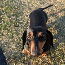 Apple Valley Dog Park - Rey and Finn