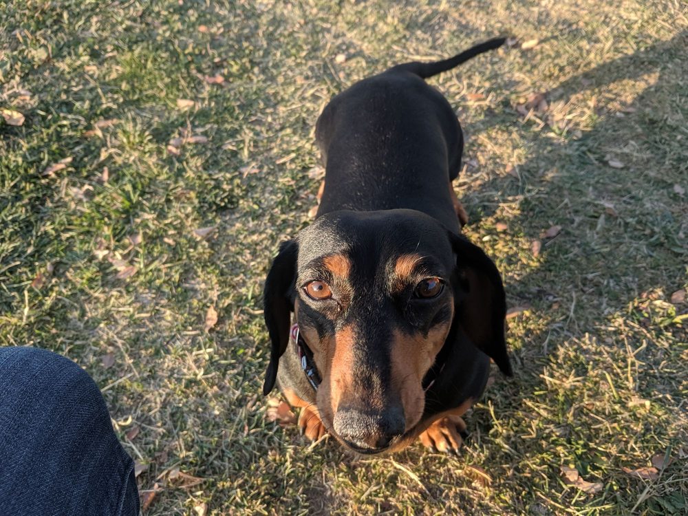 APPLE VALLEY DOG PARK 48 Photos & 27 Reviews Dog Parks 14999 Dale