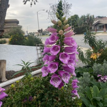 Spanglish Kitchen - their patio, lovely flowers! - Mexican Near Me - Alhambra, California Spanglish Kitchen - their patio, lovely flowers! - Mexican Near Me - Alhambra, California