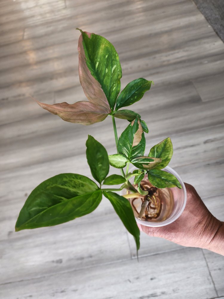 o Jupiter Florida Real Estate For Sale