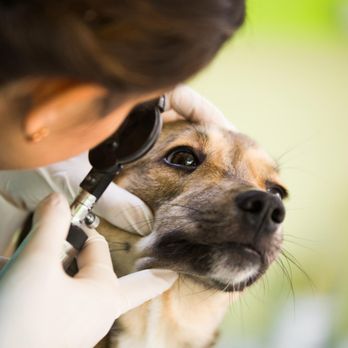 Banfield Pet Hospital - Veterinarians Near Me - Poway, California Banfield Pet Hospital - Veterinarians Near Me - Poway, California