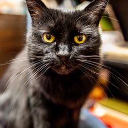 Recycle Book Store - Emma the Cat :)