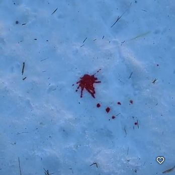 Alpine Adventures - Blood in the snow from paw wounds. - Active Life Near Me - Leadville, Colorado