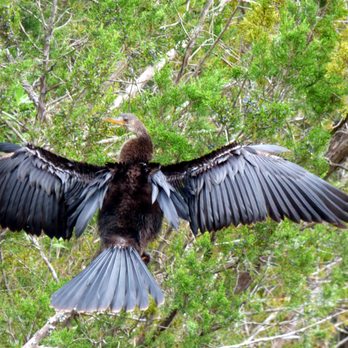 Caw Caw Interpretive Center County Park - Female Anhinga - Parks Near Me - Ravenel, South Carolina Caw Caw Interpretive Center County Park - Female Anhinga - Parks Near Me - Ravenel, South Carolina