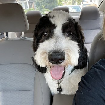 Puppy Love Grooming - Puppy love grooming - Pet Groomers Near Me - Pittsburgh, Pennsylvania Puppy Love Grooming - Puppy love grooming - Pet Groomers Near Me - Pittsburgh, Pennsylvania