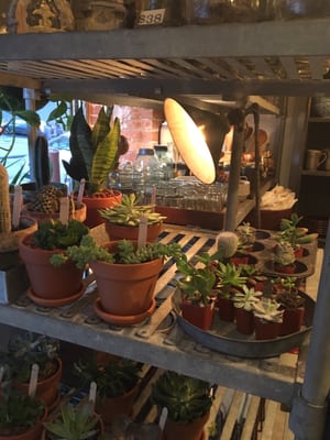 Front General Store by null