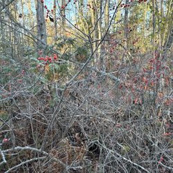Orono Bog Boardwalk