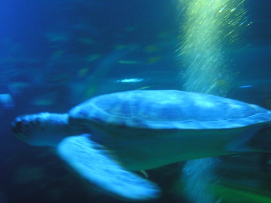 National SEA LIFE Centre Birmingham by null