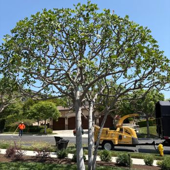 VH Tree Service - Landscaping Near Me VH Tree Service - Landscaping Near Me