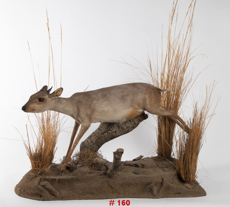 Artkraft Taxidermy - taxidermy in North Hollywood, CA