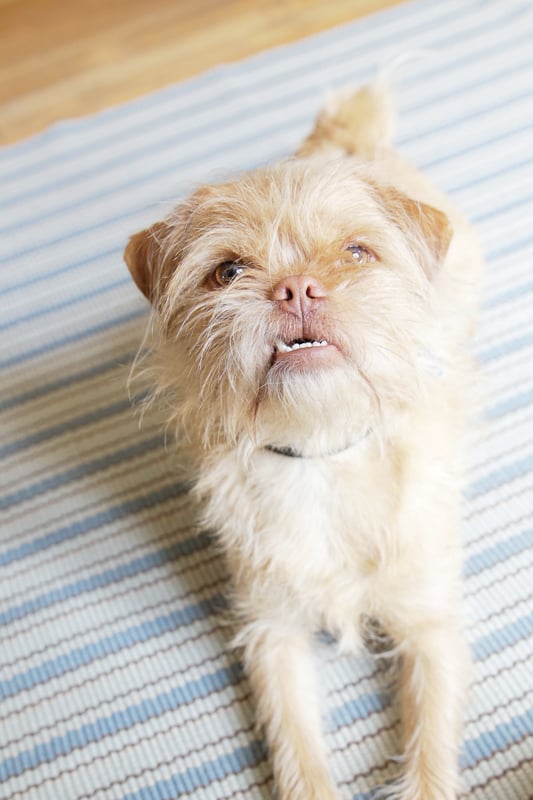 ALL GOOD DOGS CO Updated September 2024 27 Photos & 17 Reviews