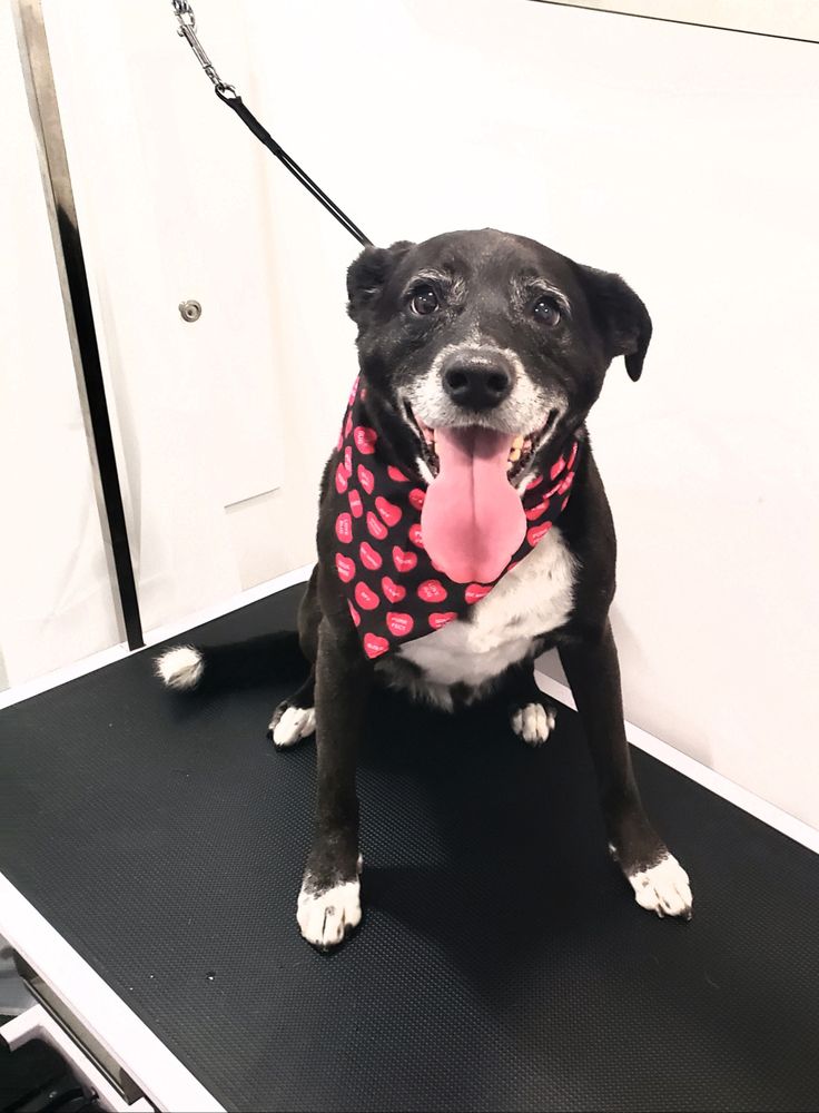 DIRTY DAWGS MOBILE PET WASH Updated June 2024 San Mateo, Florida