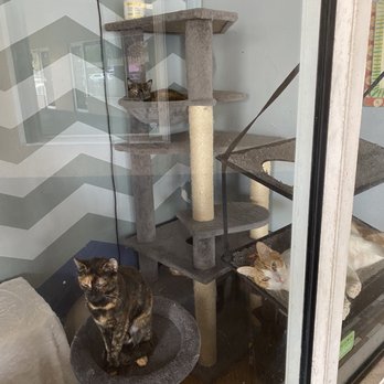 Chasewood Animal Hospital - Kitties waiting to meet you! - Veterinarians Near Me - Jupiter, Florida Chasewood Animal Hospital - Kitties waiting to meet you! - Veterinarians Near Me - Jupiter, Florida