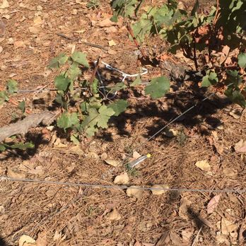 Longshadow Ranch Vineyard And Winery - Wineries Near Me - Temecula, California
