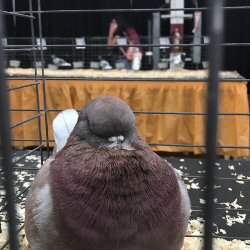 Arizona State Fair - Birds ;D - Amusement Parks Near Me - Phoenix, Arizona Arizona State Fair - Birds ;D - Amusement Parks Near Me - Phoenix, Arizona