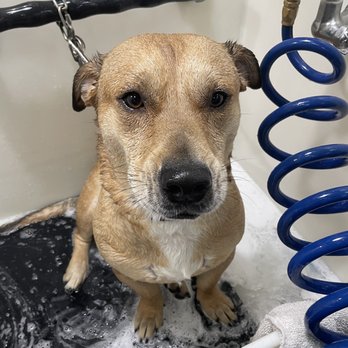 Self Serve Pet Spa - He is calm and loving all the attention from the staff. - Pet Groomers Near Me - Bakersfield, California