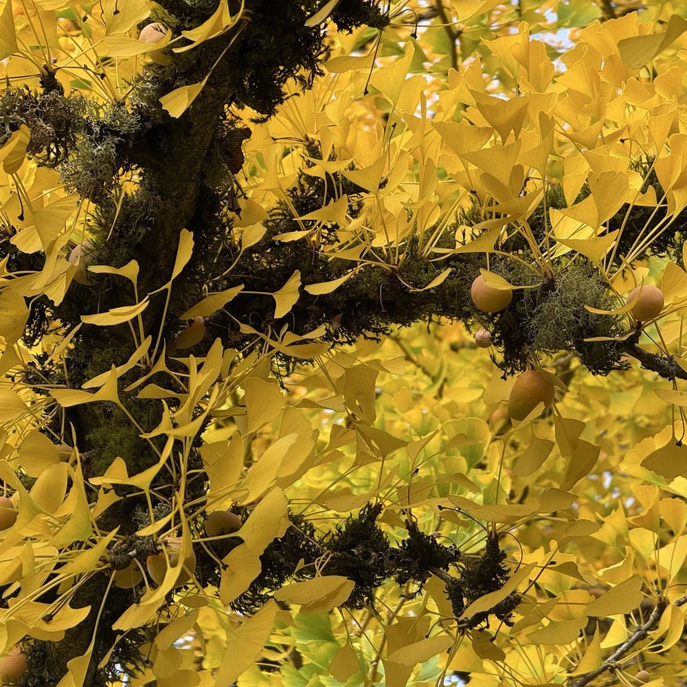 Kubota Garden - Yellow ginko leaves - Botanical Gardens Near Me - Seattle, Washington Kubota Garden - Yellow ginko leaves - Botanical Gardens Near Me - Seattle, Washington