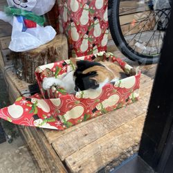Santos Bike Shop - Shop cat!