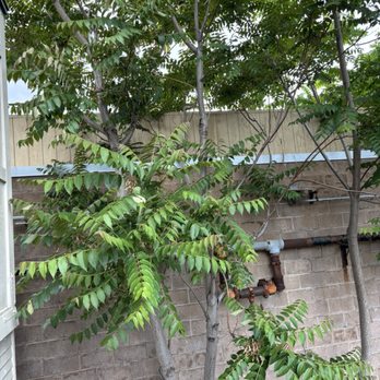Felix Tree Specialist - Tree - Tree Services Near Me - San Jose, California Felix Tree Specialist - Tree - Tree Services Near Me - San Jose, California