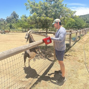 Alpine Acres Sanctuary Farm - Ranches Near Me - Alpine, California Alpine Acres Sanctuary Farm - Ranches Near Me - Alpine, California