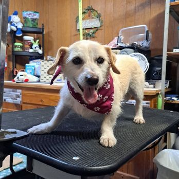 Special Care Dog Grooming - Pet Groomers Near Me