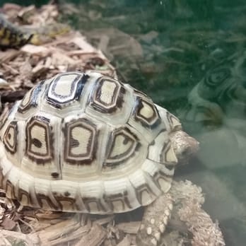 Walter's World of Pets - Tortoise - Pet Stores Near Me - Lubbock, Texas Walter's World of Pets - Tortoise - Pet Stores Near Me - Lubbock, Texas