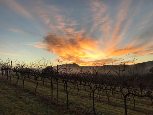 Megalong Creek Estate - Blue Mountains Winery - Megalong Valley. by null