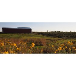 Irish Mountain Orchard