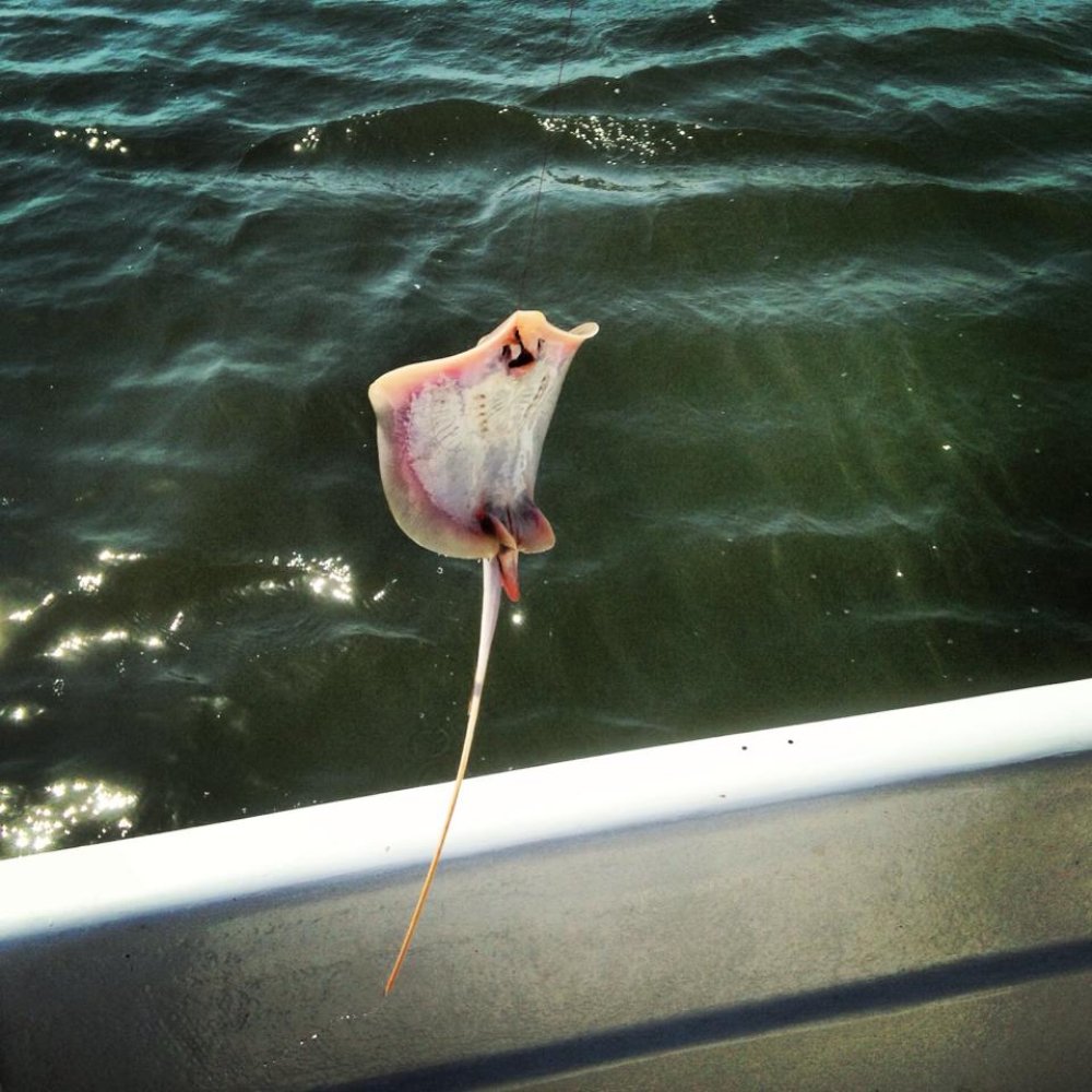 Tybee Island Charters - A sting ray caught on the trip. - Fishing Near Me Tybee Island Charters - A sting ray caught on the trip. - Fishing Near Me