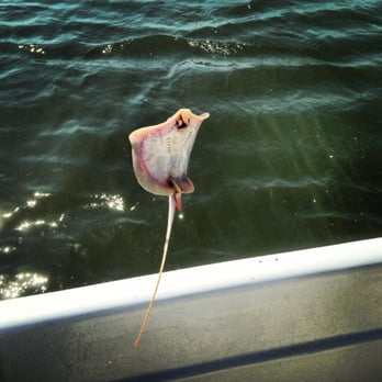 Tybee Island Charters - A sting ray caught on the trip. - Fishing Near Me