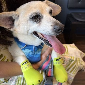 Piecebook - Dog patron enjoying the cafe - Bubble Tea Near Me - Cliffside Park, New Jersey