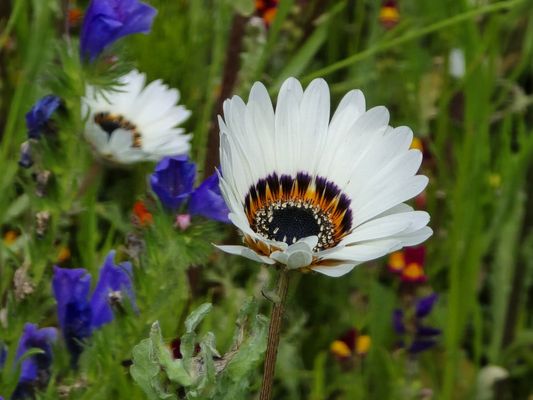 Royal Botanic Garden Edinburgh by null