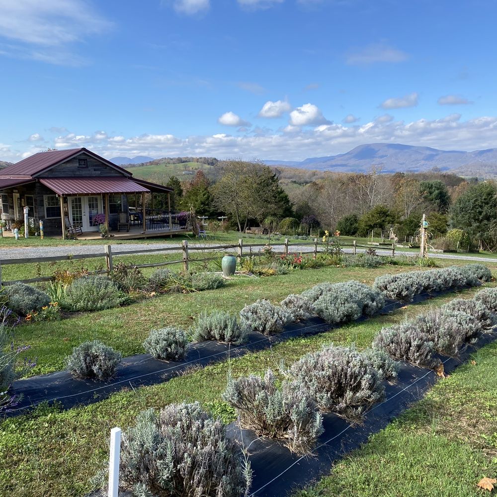 Lavender Fields at Tantivy Farm - Look at this view. I'm in love. Can I stay forever?! - Attraction Farms Near Me - Fairfield, Virginia Lavender Fields at Tantivy Farm - Look at this view. I'm in love. Can I stay forever?! - Attraction Farms Near Me - Fairfield, Virginia