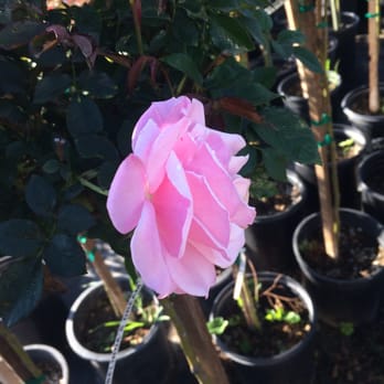 United Plant Growers - Nurseries & Gardening Near Me - Long Beach, California