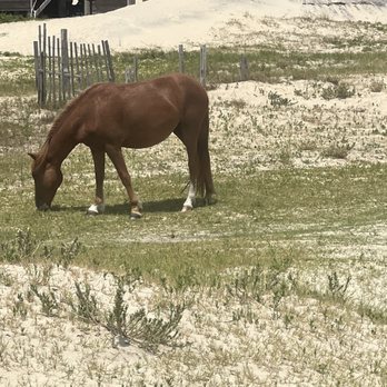 Wild Horse Adventure Tours - Tours Near Me - Corolla, North Carolina