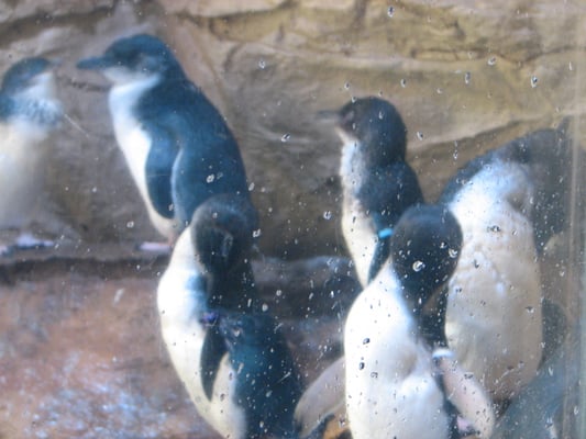 SEA LIFE Sydney Aquarium by null