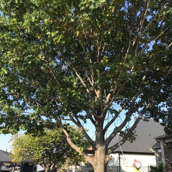 Mercer Tree Service - "Before tree removal: Tall, aging, or damaged trees may pose safety risks and impact property value. - Tree Services Near Me - Fort Worth, Texas Mercer Tree Service - "Before tree removal: Tall, aging, or damaged trees may pose safety risks and impact property value. - Tree Services Near Me - Fort Worth, Texas